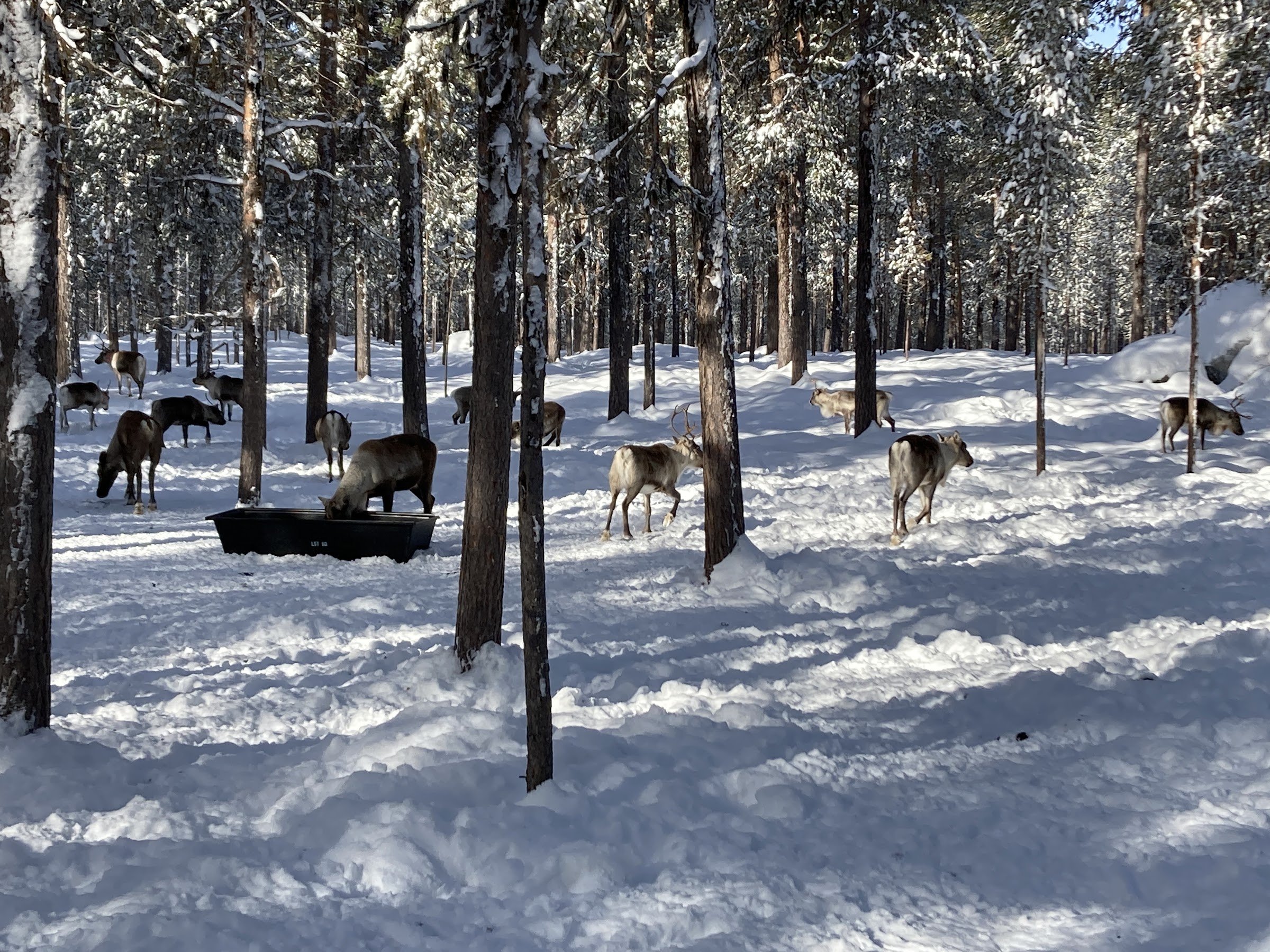 Reindeer Farm (Moskosel)